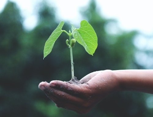Ecotherapy: How To Be Kind To Your Mind
